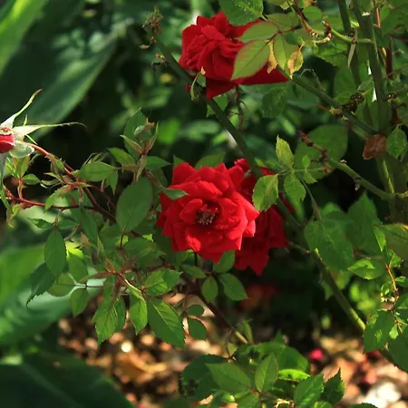 By The Sea Viganj, Peljesac - 10189 *