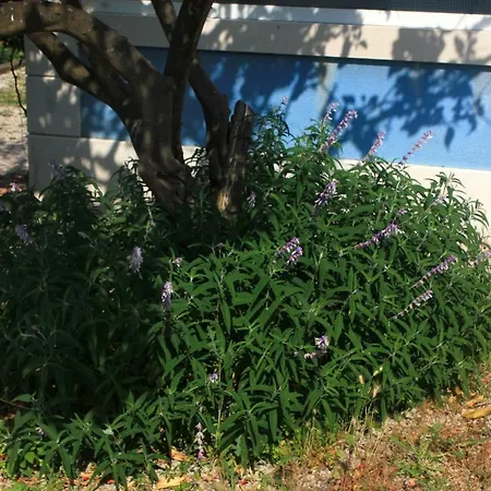 By The Sea Viganj, Peljesac - 10189 *