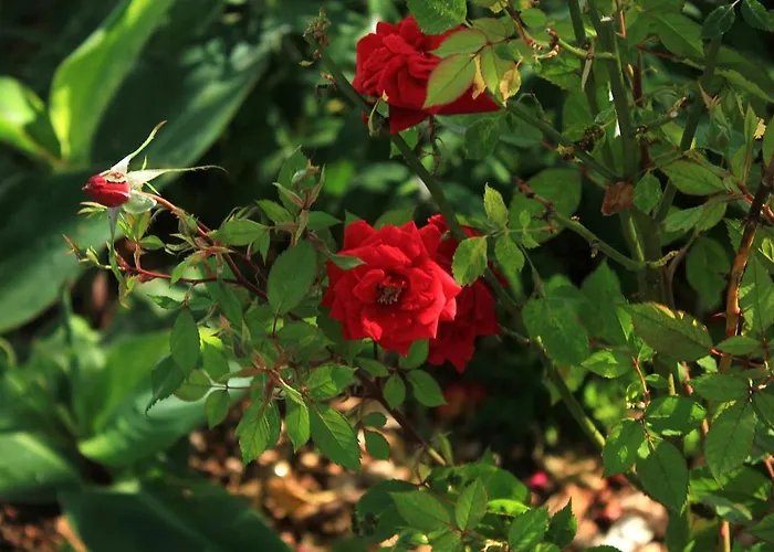 By The Sea Viganj, Peljesac - 10189 *